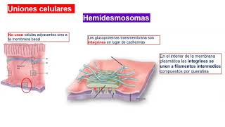 HEMIDESMOSOMAS UNIONES CELULARES Tortora [upl. by Aztiray]