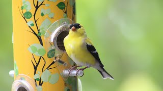 American Goldfinch Song The Most Beautiful Bird Song in the World [upl. by Nickelsen]