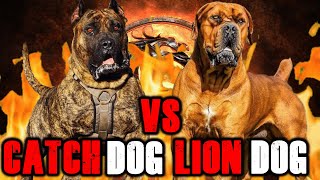 Presa Canario vs Boerboel  Boerboel vs Presa Canario  Best Guard Dog  Billa Boyka [upl. by Anais111]