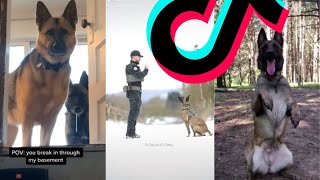 Most Dangerous Malinois TikTok Compilation  Dogs Of TikTok [upl. by Sybyl32]