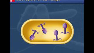 Lytic v Lysogenic Cycles of Bacteriophages [upl. by Shellie734]