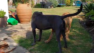 Cane corso vs boerboel [upl. by Batha]