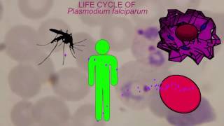 MALARIA LIFE CYCLE Plasmodium falciparum [upl. by Ahrat876]