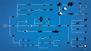 How Evolution works [upl. by Feetal]