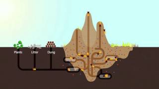 How Termites Enrich Ecosystems  HHMI BioInteractive Video [upl. by Ib110]