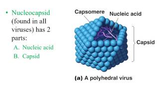 Chapter 5 Virology [upl. by Cynara]