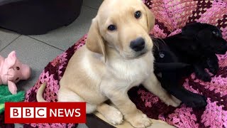 The surprising science behind guide dog puppies  BBC News [upl. by Belicia660]