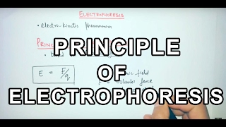 Principle of Electrophoresis [upl. by Zelde]