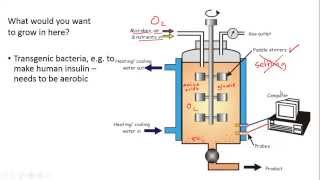 Fermenters and Yoghurt Making for IGCSE Biology [upl. by Neneek]