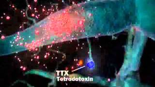 TETRODOTOXIN METHOD OF ACTION [upl. by Retsevlis454]