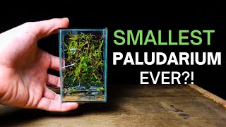 How To Make a MICRO Paludarium [upl. by Soirtimid782]