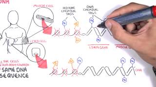 Epigenetics Beyond Genetic Inheritance [upl. by Esele]