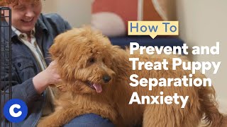 How to Prevent and Treat Puppy Separation Anxiety  Chewtorials [upl. by Keviv]