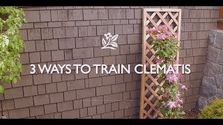 How To Train Clematis [upl. by Esmaria]