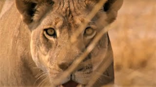 Best Wild Animal Chases Part 2  BBC Earth [upl. by Perle]