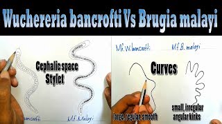 Difference between Wuchereria bancrofti and Brugia malayi Clear Explanation [upl. by Yevi]