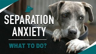 How to STOP Your Dogs Separation Anxiety MUST TRY [upl. by Cyrus48]