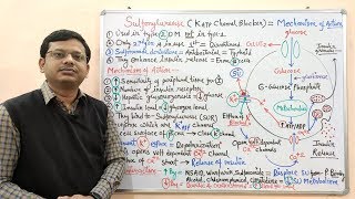 Diabetes Mellitus Part10 Mechanism of Action of Sulfonylurease  Antidiabetic Drugs  Diabetes [upl. by Nord]