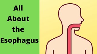 All about the Esophagus [upl. by Aleinad]