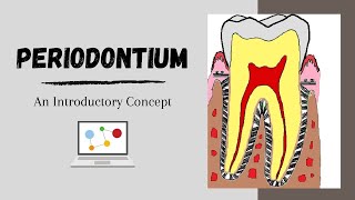 Periodontium Introductory Concepts [upl. by Erena]