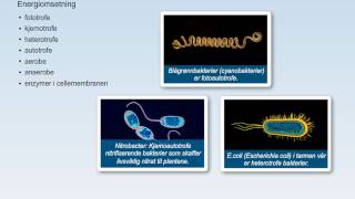 Bakterier [upl. by Enilav]