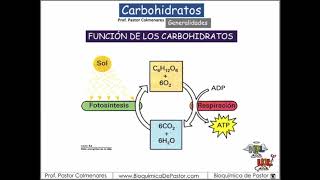 Carbohidratos generalidades y función  Carbohidratos Parte I [upl. by Cher]