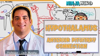 Endocrinology  Hypothalamus Anterior Pituitary Connection [upl. by Eremaj28]