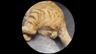 Tom cat neutering Castration in male cat [upl. by Salvidor]