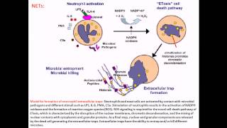 Streptococcus pyogenes infection and disease [upl. by Aimet]