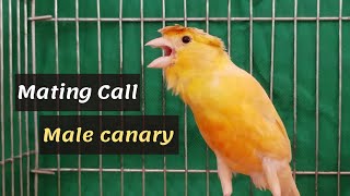 Best MATING CALl Male canary singing  HD LIVE canary training song [upl. by Atnahs]