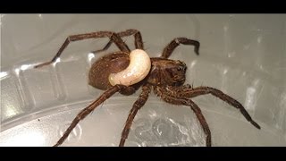 Wolf spider devoured by wasp larva [upl. by Almeeta]