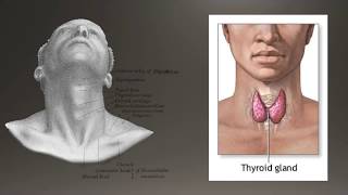 Basics of Thyroid Ultrasound [upl. by Acinonrev]