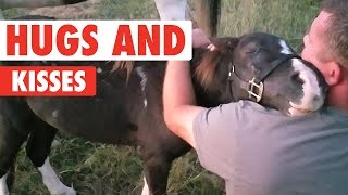 Animal Hugs and Kisses Compilation  XOXO [upl. by Housen]