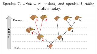 Evolutionary Trees [upl. by Dalia]