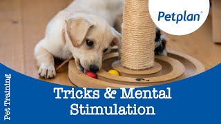 Mental Stimulation for Dogs  Petplan [upl. by Dorina]