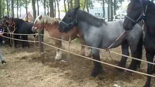 Pferdemarkt ZUIDLAREN PaardenmarktPferdeHolland 2015 NL Teil 1 [upl. by Yxel]