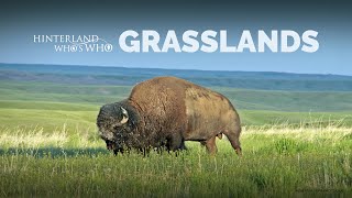 Canadas Grasslands [upl. by Adnovad]