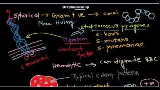 Streptococcus introduction [upl. by Axe419]