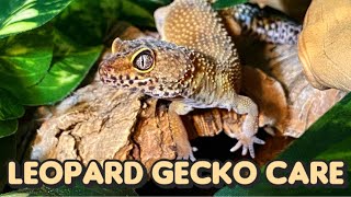 Everything You Need to Know About Leopard Gecko Care [upl. by Ahtibat]