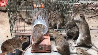 Best Rat Trap 2019 🐀 15 Mice in trapped 1 Hour 🐭 Mouse Rat trap 👍 How to Make Rat Trap [upl. by Noleta]