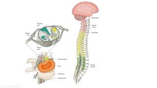 Dermatomes and Myotomes [upl. by Witherspoon]