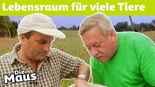 Darum ist Wildkraut so wichtig  DieMaus  WDR [upl. by Brucie]