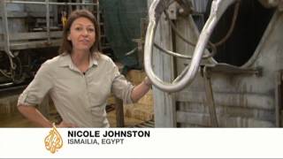 Egyptian abattoirs in cattle cruelty scandal [upl. by Quita]