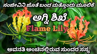 ಅಗ್ನಿಶಿಖೆ Flame Lily Glory Lily [upl. by Maril]