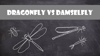 Differences between Dragonflies and Damselflies  Entomology [upl. by Sacks]