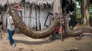 10 Of The Biggest Snakes Ever Seen [upl. by Irik]