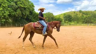 Aula de Doma  Corrigindo Cavalos Problemáticos [upl. by Akinat533]