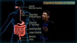 Digestive System in Human  CBSE Class 10 Science Chap  6 Biology  Life Processes  Toppr Study [upl. by Nodarb980]