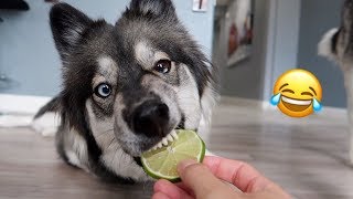 My Husky Reacts to Trying Lime [upl. by Tedda855]