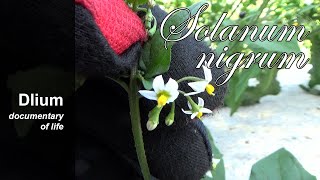 Black nightshade Solanum nigrum  part 1 [upl. by Ajit100]